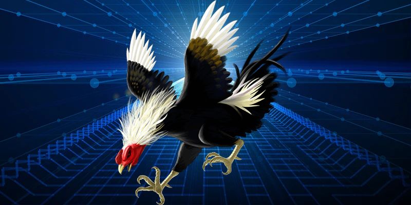 Chọn Gà Đá Như Thế Nào - Kinh Nghiệm Nhận Biết Chiến Kê
