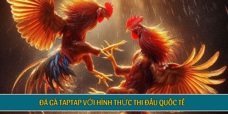 Đá gà TAPTAP với hình thức thi đấu quốc tế