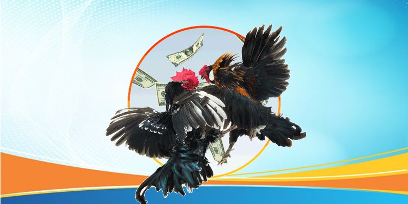 Đặc trưng nổi bật của trận đấu gà tre hấp dẫn